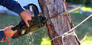 Best Stump Grinding and Removal  in Laie, HI