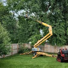 Best Tree Preservation Services  in Laie, HI