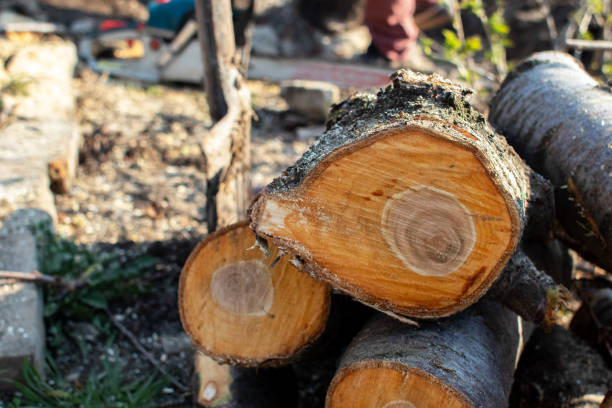 Best Storm Damage Tree Cleanup  in Laie, HI