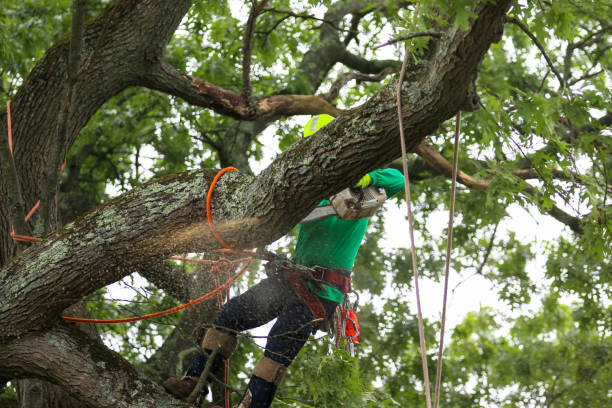 Best Tree Risk Assessment  in Laie, HI