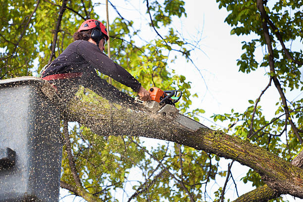 Best Tree Preservation Services  in Laie, HI