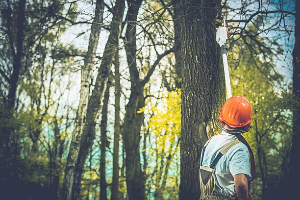  Laie, HI Tree Care Pros