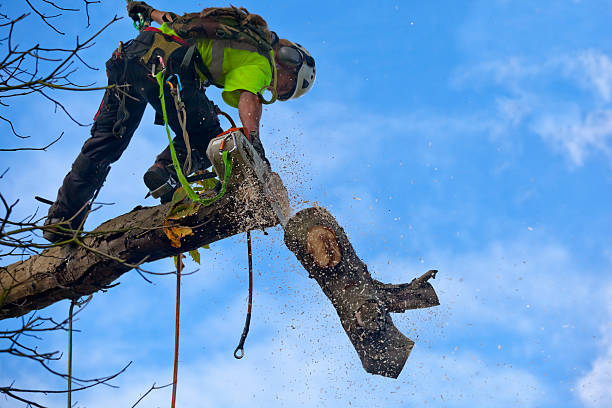 How Our Tree Care Process Works  in  Laie, HI