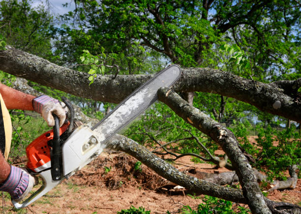 Best Lawn Watering Services  in Laie, HI